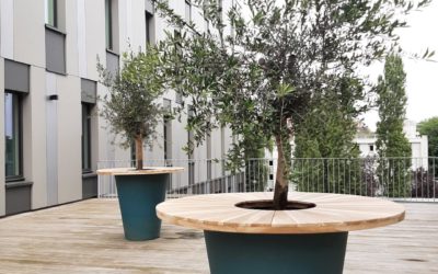 Location de Plantes chez Move FACTORY : Offrez une Nouvelle Vie à vos Terrasses et Rooftops