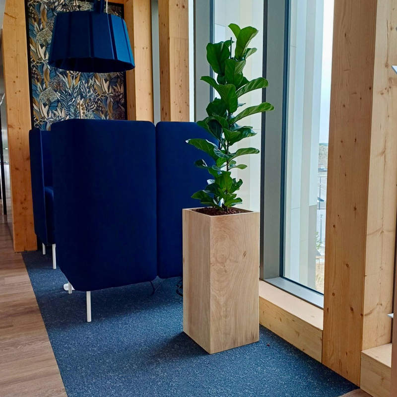 location de pots et plantes pour vos bureaux