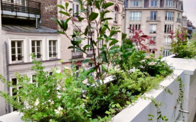 Transformation d’Espaces avec des Jardinières Végétalisées pour le Bien-être des Collaborateurs