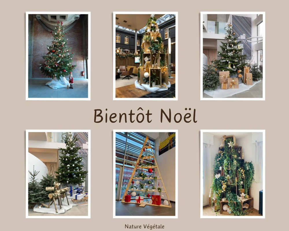 Sapin de Noel achat vente ou location